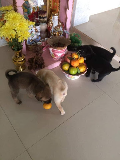 Hoa quả tươi ngon thế này, anh em rủ nhau vào lấy phần thôi.