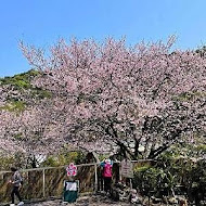 陽明山平菁街橘咖啡