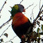 Rainbow Lorikeet