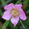 Wild Prickly Rose