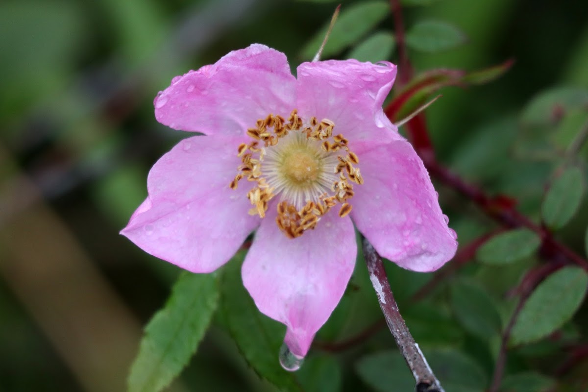 Wild Prickly Rose