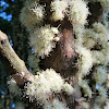 Jabuticaba flower