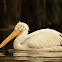 American-white Pelican