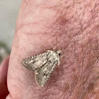 Noctuinae Moth