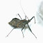 Wheel Bug