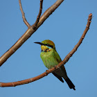 Rainbow Bee-eater