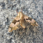 Lime Hawk-moth