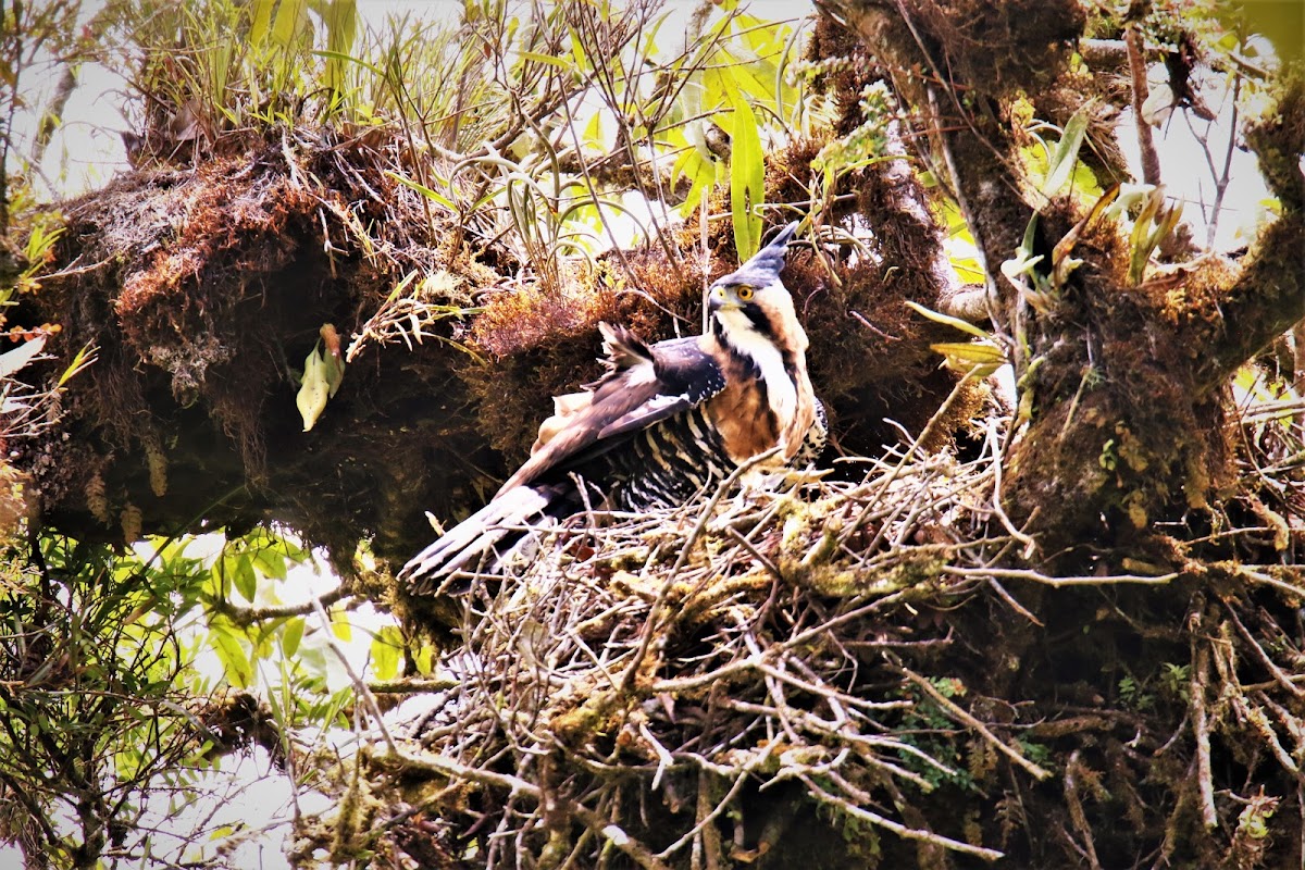 Ornate Hawk-eagle