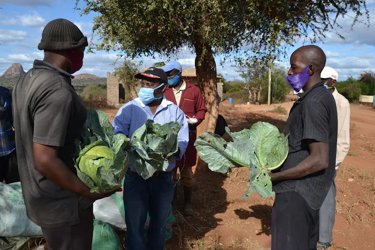 Temi Mutia (C), a value chain and value addition expert, inspects cabbages grown by members of the Ithui Bidii Green Growers Self-help Group at Katakani market in Kyuso on Monday