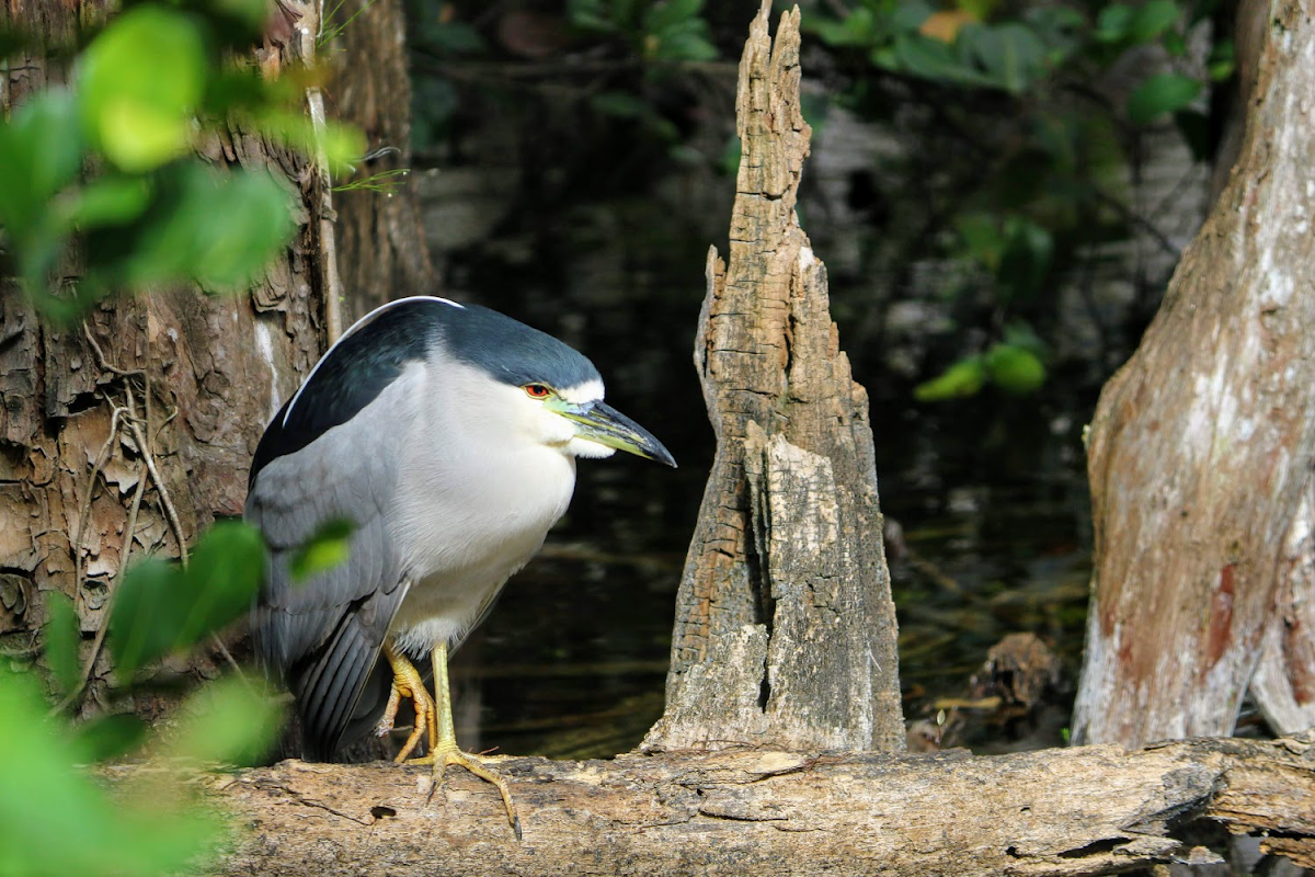 Black-crowned night heron (adult)