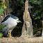 Black-crowned night heron (adult)