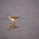 Sandpiper