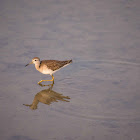 Sandpiper