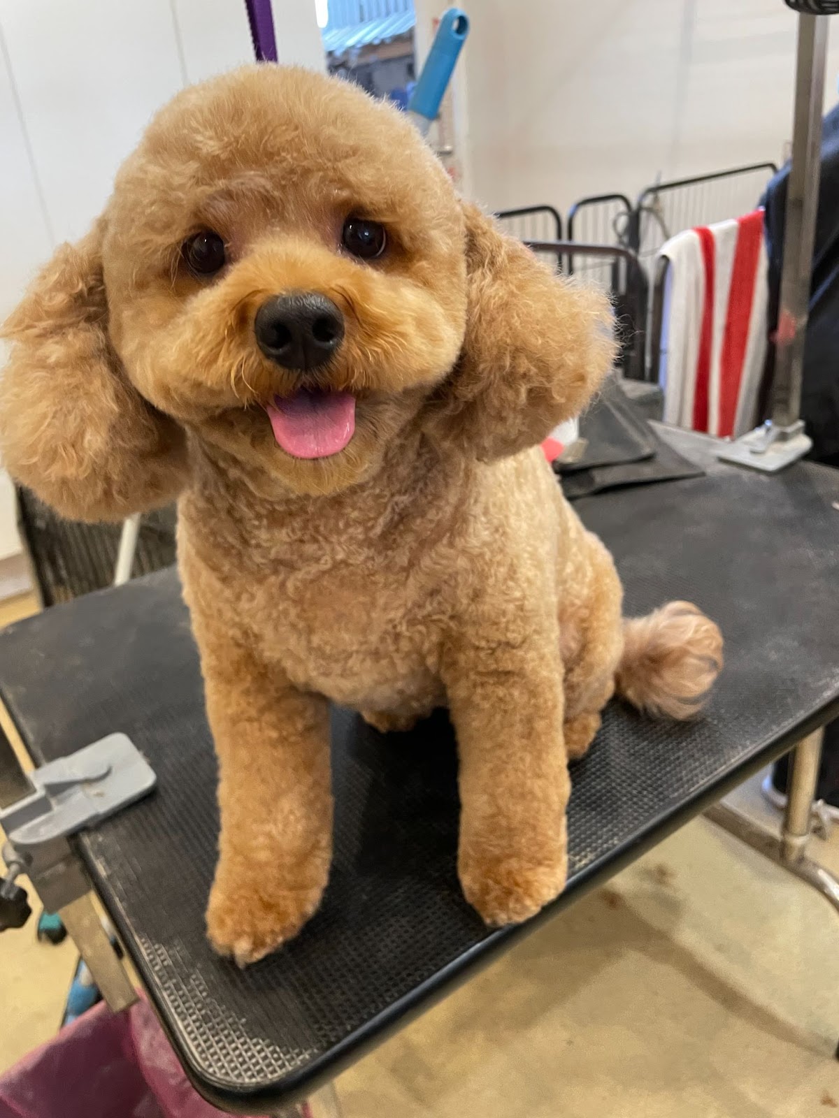 brown cavoodle