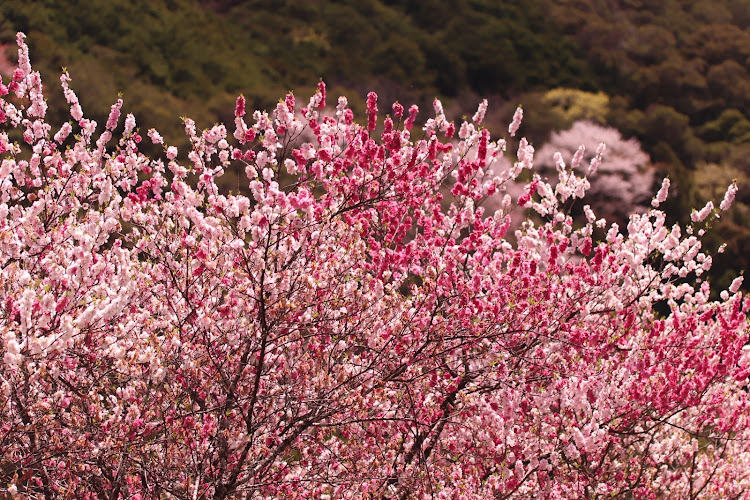 フーガの桜とコラボ🌸・高知・サクラと愛車に関するカスタム事例の投稿画像4枚目