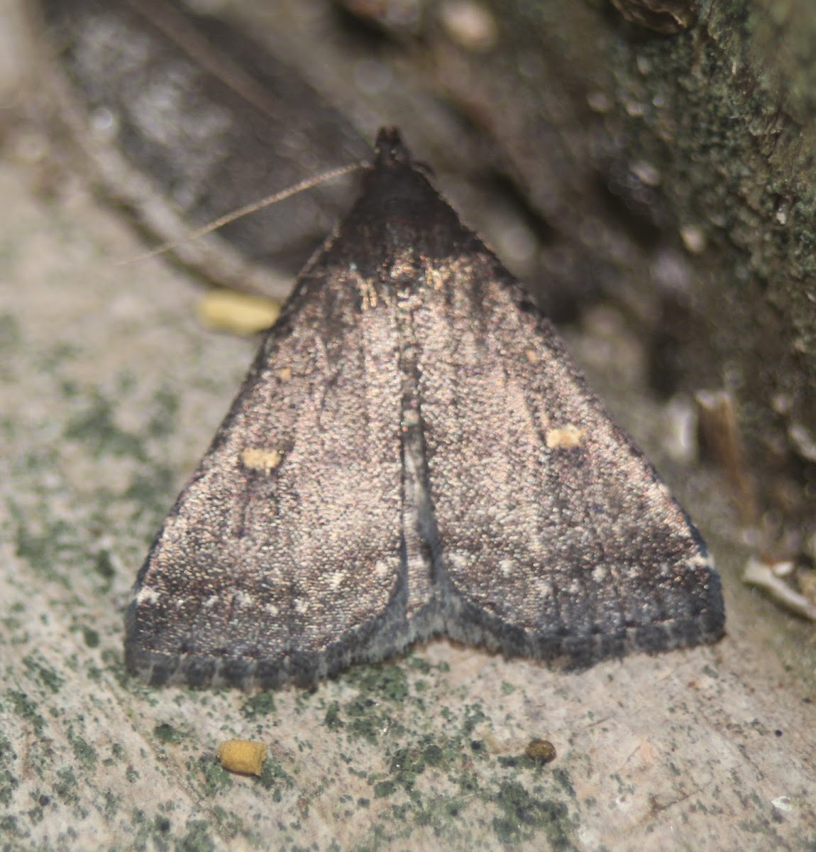 Smoky Tetanolita Moth