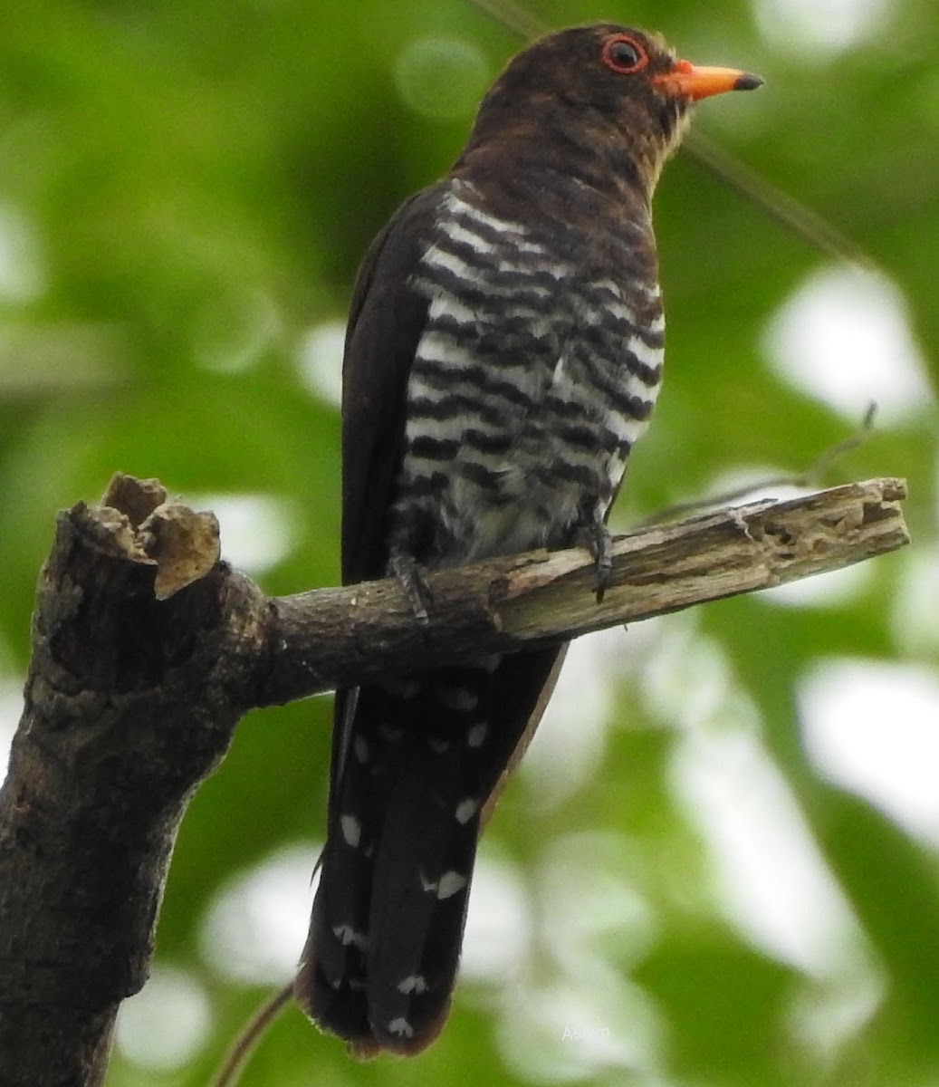 Violet cuckoo