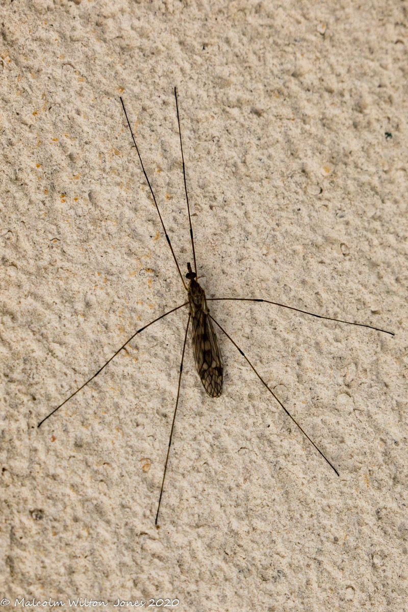 Crane Fly