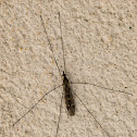 Crane Fly