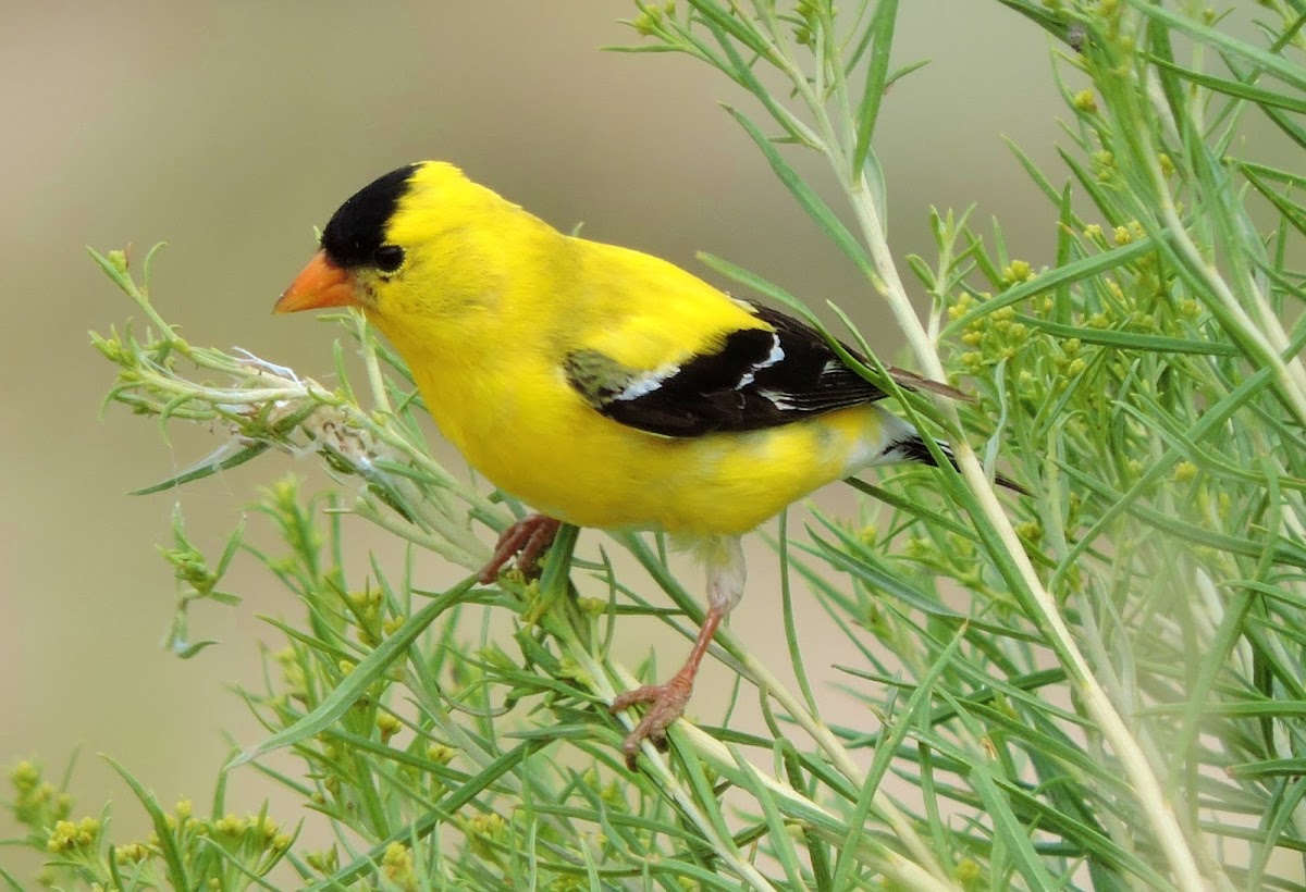 American goldfinch