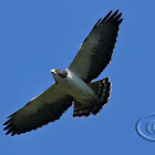 Gavião-de-cauda-curta (Short-tailed Hawk)