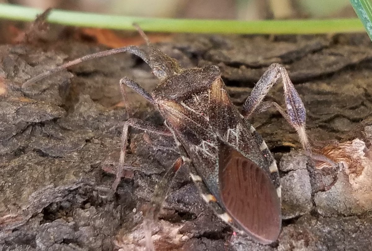 Western conifer seed bug