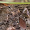 Western conifer seed bug