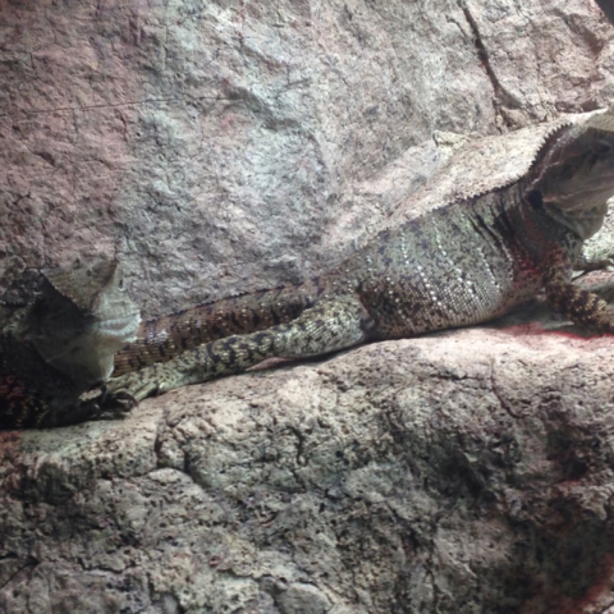 Australian Water Dragon