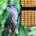 Blue jay