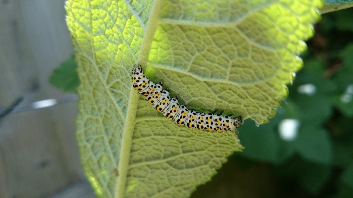 Mullein Shark