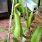 Slender-flowered Pitcher Plant