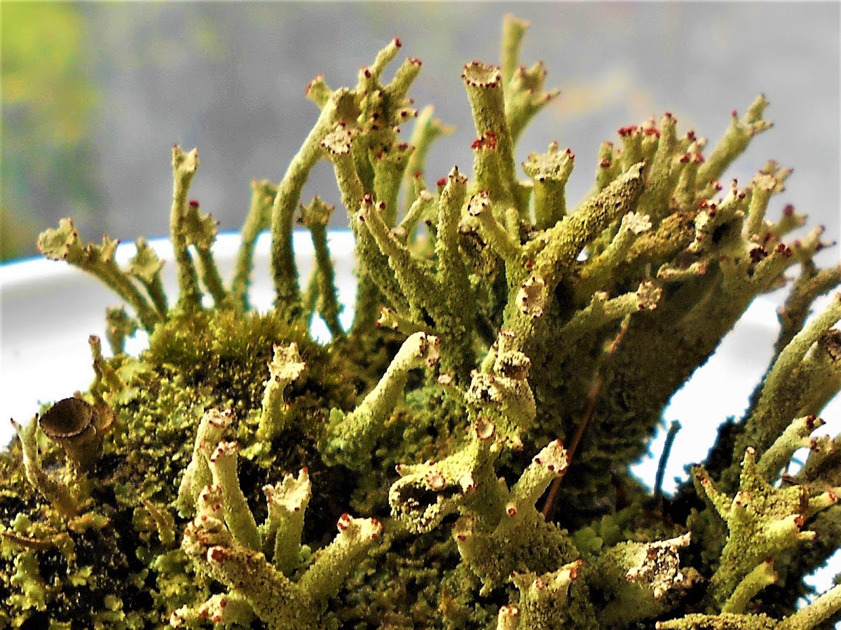 Cladonia diversa