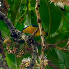 Orange-bellied Flowerpecker