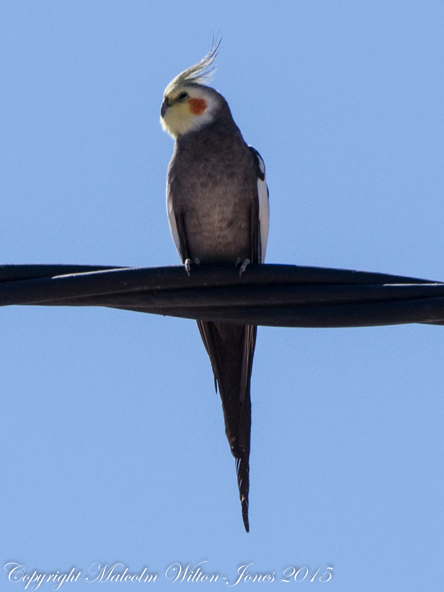 Cockatiel; Ninfa