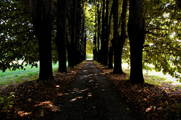 Il Viale di Billy65