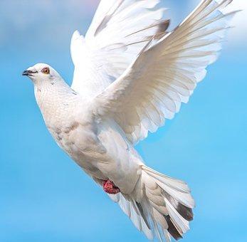 Witte Duif, Vogel In De Vlucht, Duif