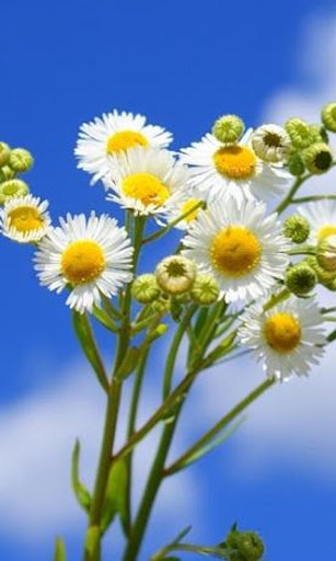 Camomile Wallpapers