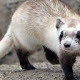 Ferrets HD Wallpapers Pet Theme