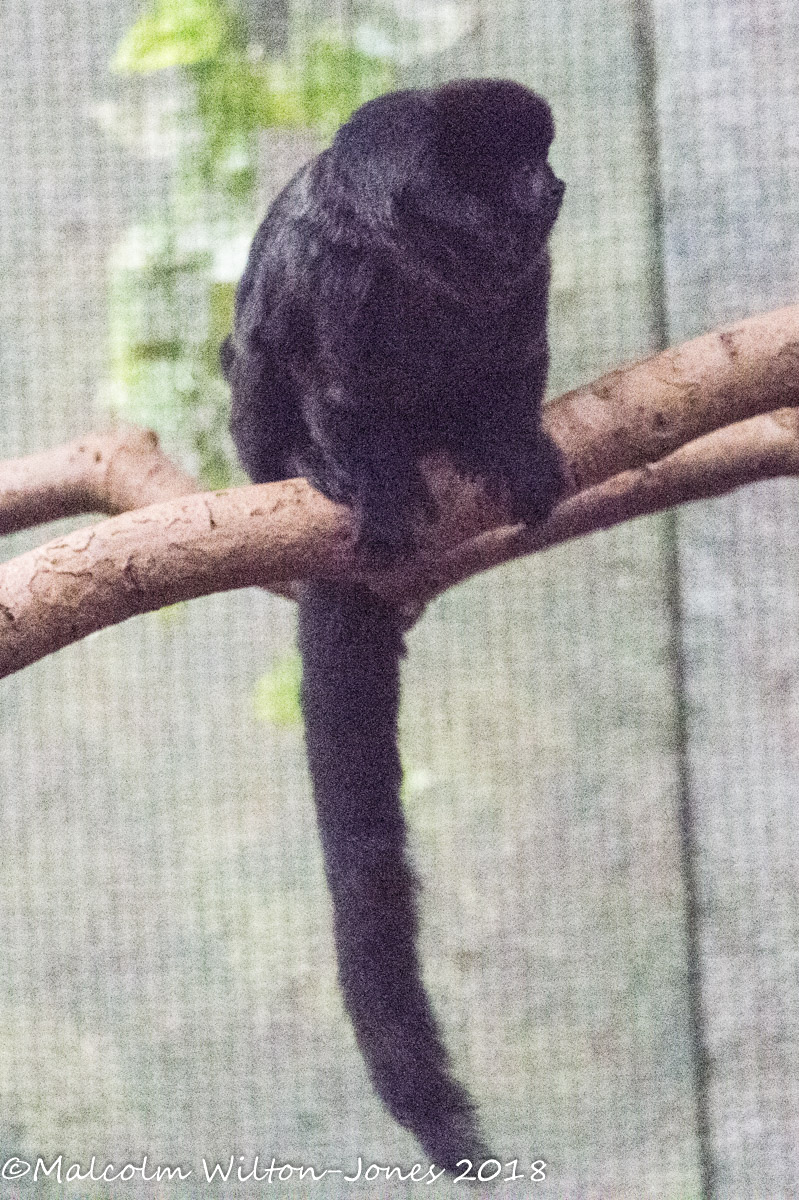 Goeldi's Monkey