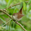 Cetti's Warbler