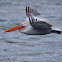 Dalmatian Pelican