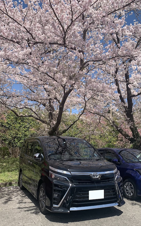 こーへーくん70straight lineさんが投稿したZRR80W・ヴォクシー・花見・桜に関するカスタム事例の投稿画像1枚目