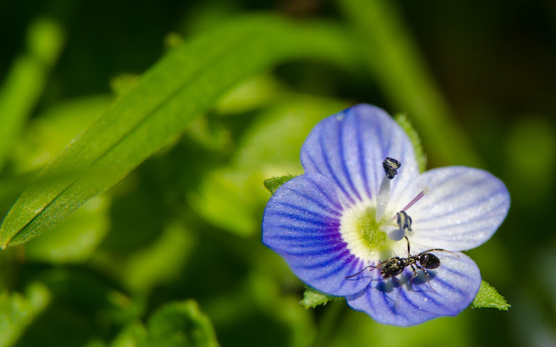 una passeggiata nel fiore di walterferretti