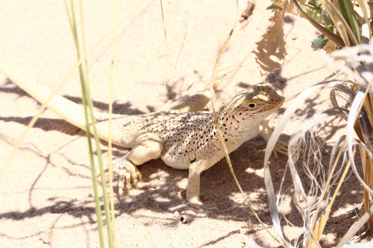 Mojave Fringe-toed Lizard