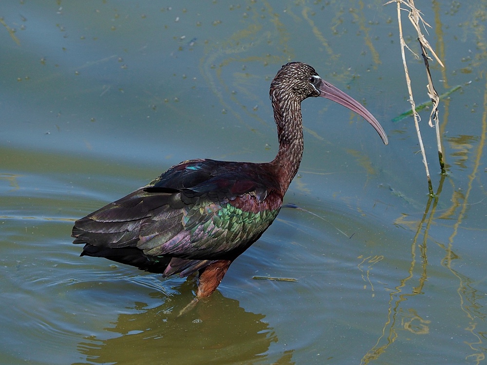 Morito común (Glossy ibis)