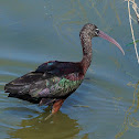 Morito común (Glossy ibis)