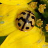 Six-spotted Zigzag Ladybird