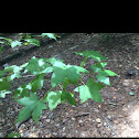 Sweetgum