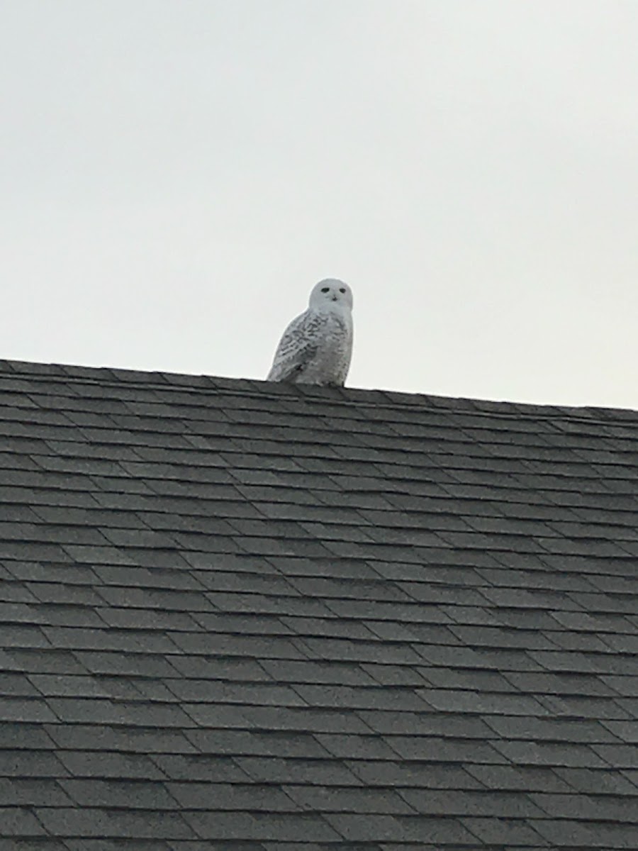 Snowy Owl