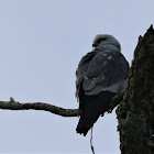 Mississippi Kite